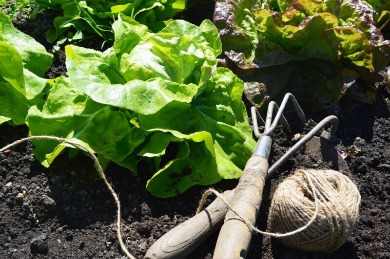 Verse sla van de moestuin